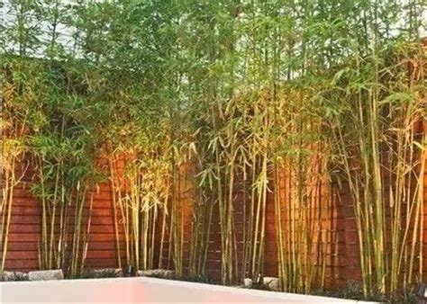 庭院竹子種類 不能居住的色情房间